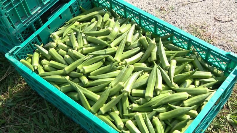 野菜も”夏バテ”　水分足りず硬いオクラに　農家も「この暑さは異常です」