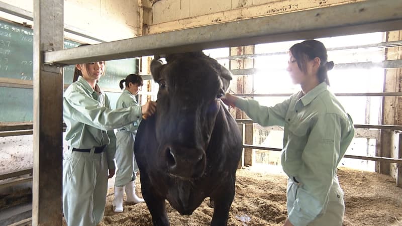 「命の尊さを学んでいる」農業高校生が和牛「けんじ」と目指す「和牛甲子園で日本一」