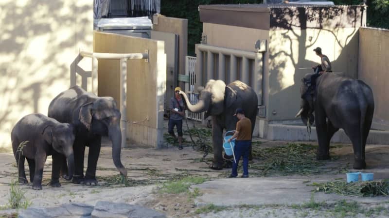 福岡市動物園のゾウ　1頭が死ぬ　ミャンマーから到着して1か月あまり