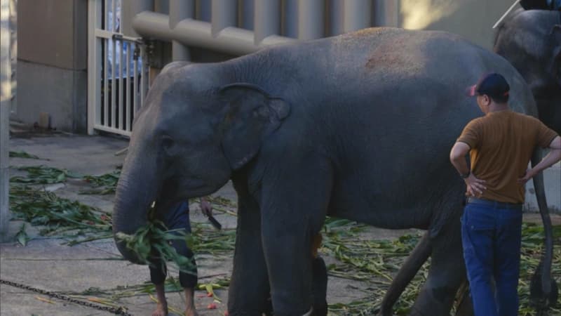 一般公開前に死んだ福岡市動物園のメスのゾウ国内の施設へ移送　骨格や筋肉の研究のため