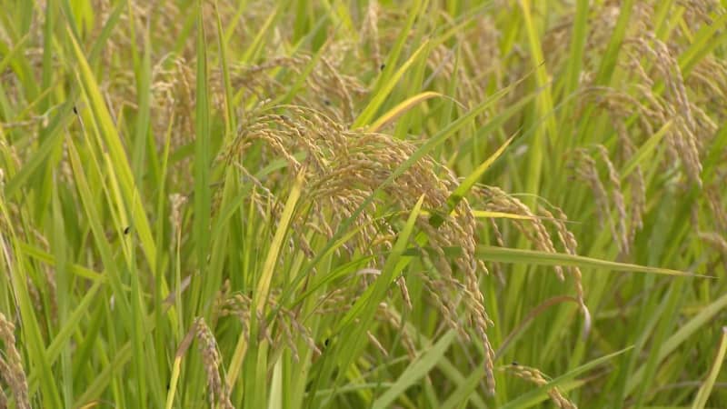 ＪＡグループ福岡　水田農業の現地視察