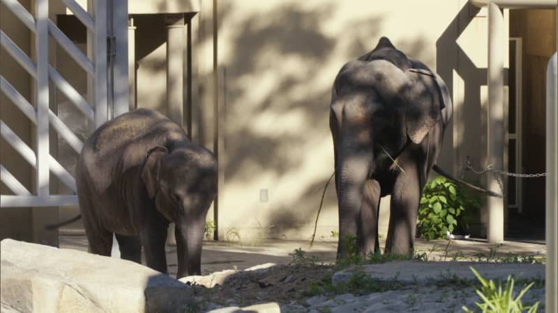 総選挙ならぬ”ゾウ選挙”　福岡市動物園で４頭のアジアゾウの名前を決める決戦投票スタート