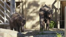 総選挙ならぬ”ゾウ選挙”　福岡市動物園で４頭のアジアゾウの名前を決める決戦投票スタート