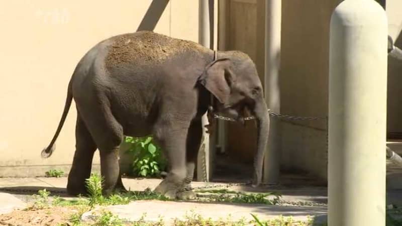 動物園で「ゾウ選挙」　４頭の名前はどれに・・・投票は衆院選と同じ27日まで受け付け