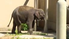 動物園で「ゾウ選挙」　４頭の名前はどれに・・・投票は衆院選と同じ27日まで受け付け