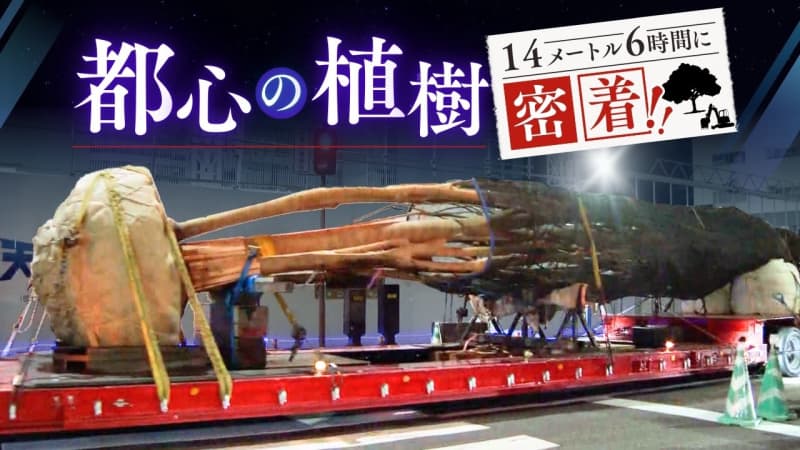 「その存在感に一目惚れ」14メートルのケヤキ　50人が6時間かけて話題のワンビルに植樹