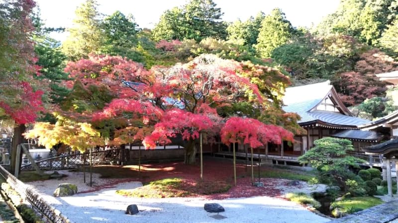 【紅葉】雷山千如寺「樹齢４００年の大楓」