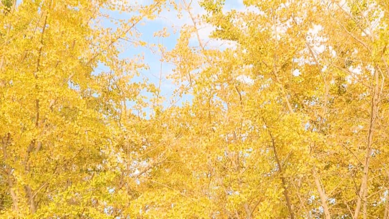 【紅葉】福岡県広川町「太原のイチョウ」