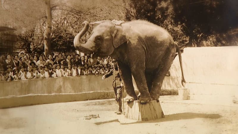 「よかったよかった、助かった！」安堵もつかの間・・・兄弟のように育ったゾウ・エリーの最期　87歳男性が目撃した戦時猛獣処分