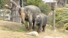 展示の目玉は”坂を上るゾウ”　福岡市動物園の3頭のゾウあす全面公開　3回の脱走とメスゾウの死のりこえ