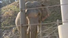 アジアゾウのオスの「あお」くん15歳に　福岡市動物園で誕生会　800キロも大きく