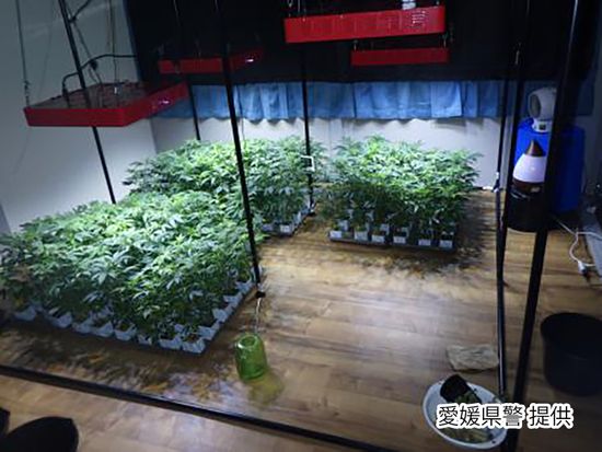 営利目的の大麻草栽培を手助け 広島で住宅や電気契約 熊本の会社員(37)を逮捕