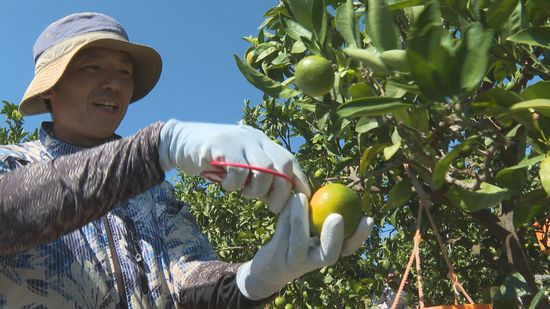 爽やかな香りと酸味が特徴 愛媛に秋の到来告げる「極早生ミカン」収穫スタート