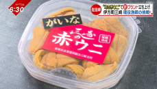 “幻の高級食材”ブランド化への道！「三崎の赤ウニ」日本一を目指す現役海士の挑戦