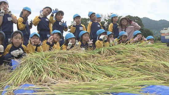 収穫の秋 松前町で幼稚園児が稲刈りに挑戦！6月に田植えした稲が背丈ほどに