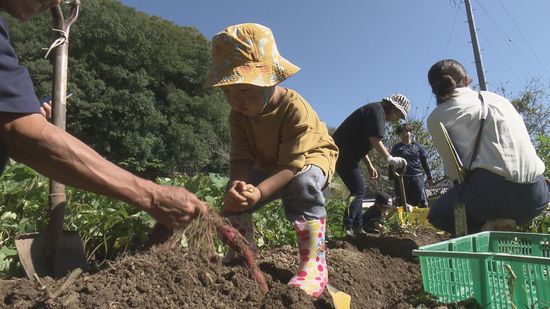 秋の味覚を収穫！砥部町で親子がイモ堀りに挑戦