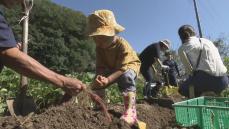 秋の味覚を収穫！砥部町で親子がイモ堀りに挑戦