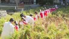 大山祇神社で660年続く「抜穂祭」稲の精霊と相撲をとる“一人角力”も