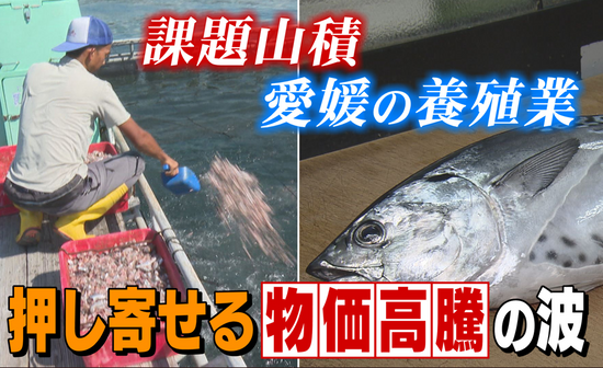 エサ代高騰に輸出規制…養殖業者が直面する厳しい現実 水産王国えひめの今