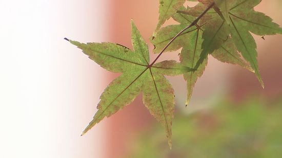 紅葉しないまま落葉、多くの桜の木が枝だけに…秋の風景に異変