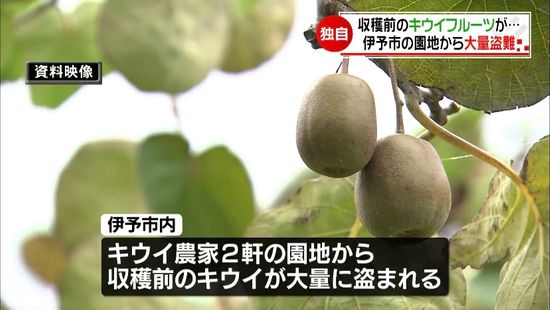 伊予市で園地から大量のキウイフルーツ盗まれる JAなどが注意を呼びかけ