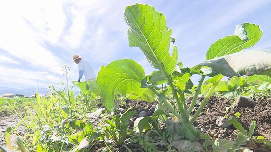 久万で最低気温2.3℃ 各地で今シーズン一番の冷え込みに 県内の野菜農家は