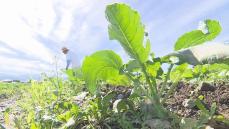 久万で最低気温2.3℃ 各地で今シーズン一番の冷え込みに 県内の野菜農家は