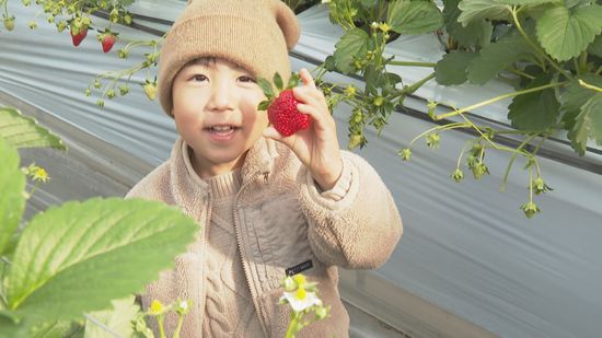 「楽しみにしてました」大洲市の観光イチゴ園がオープン！10種類が次々と食べ頃に