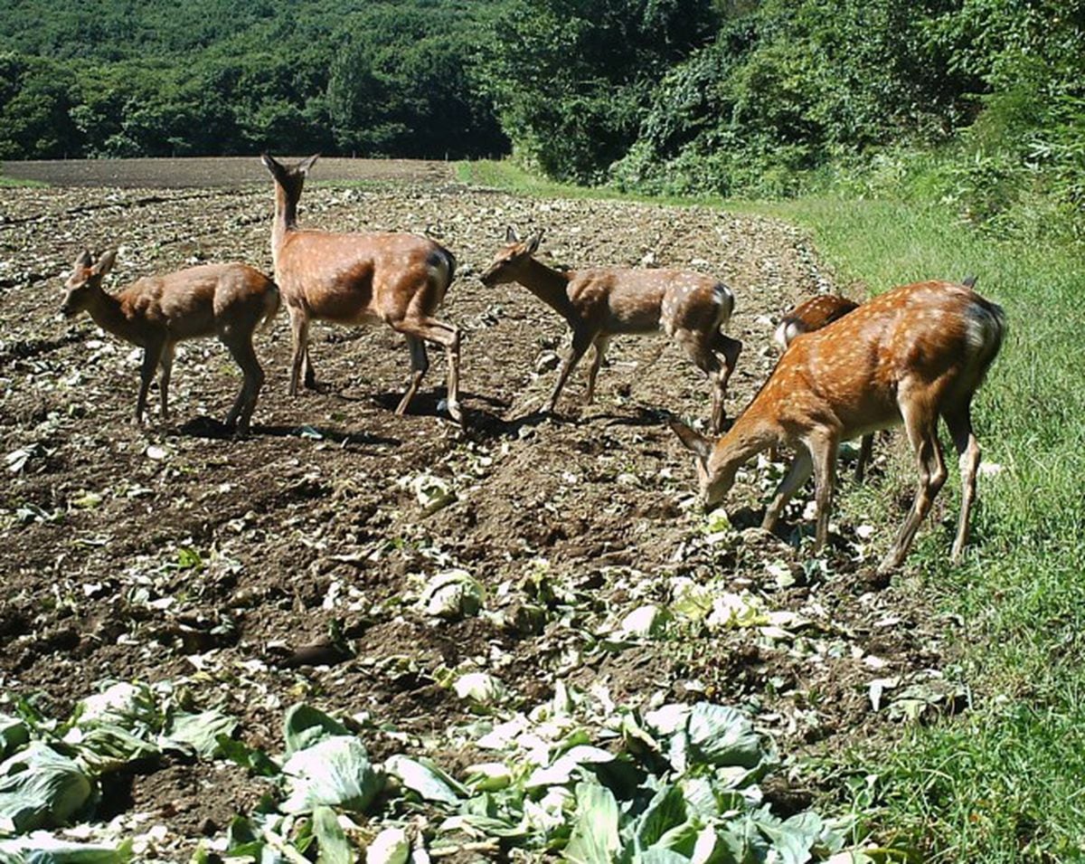 岐阜県内の花壇で続く動物頭部の発見　害獣駆除後の虐待か　鳥獣保護法違反の可能性も