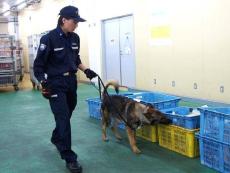 薬物や偽物「水際で食い止める」　クリスマス前に厳格検査　横浜税関川崎外郵出張所