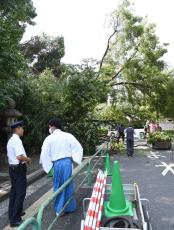 靖国神社の第２鳥居付近で大木が倒れる、けが人なし