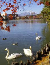 岩手県の全観測地点で氷点下　盛岡・高松の池は紅葉と岩手山、ハクチョウの撮影スポットに