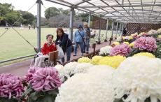 直径30センチ超の大菊も　京都府立植物園で菊花展　キクで作成した恐竜、子供たちに人気