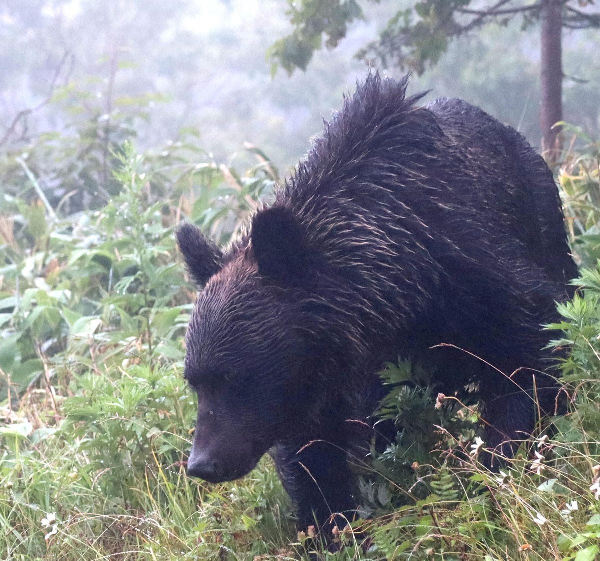 クマ被害は冬眠前の９月以降に急増傾向　行楽シーズン到来、ブナの実の凶作地域は要注意