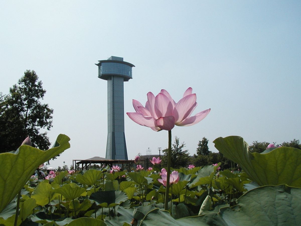 古代蓮会館　翔んで埼玉登場の「行田タワー」　田んぼアートと蓮の花鑑賞も　　埼玉「館」巡り