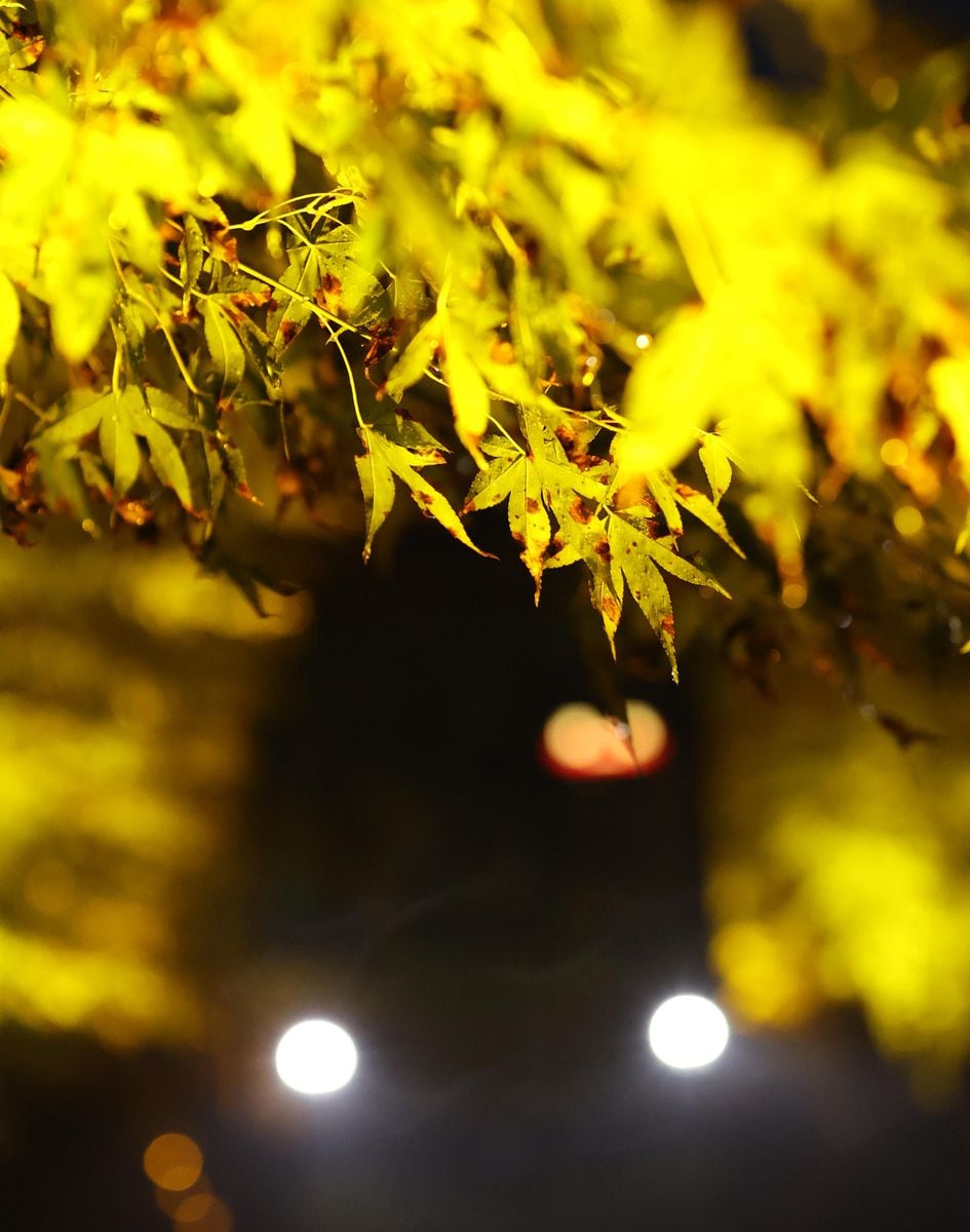 京都・叡山電鉄で恒例の「もみじのトンネル」、彩り鮮やかな風景を目の前で