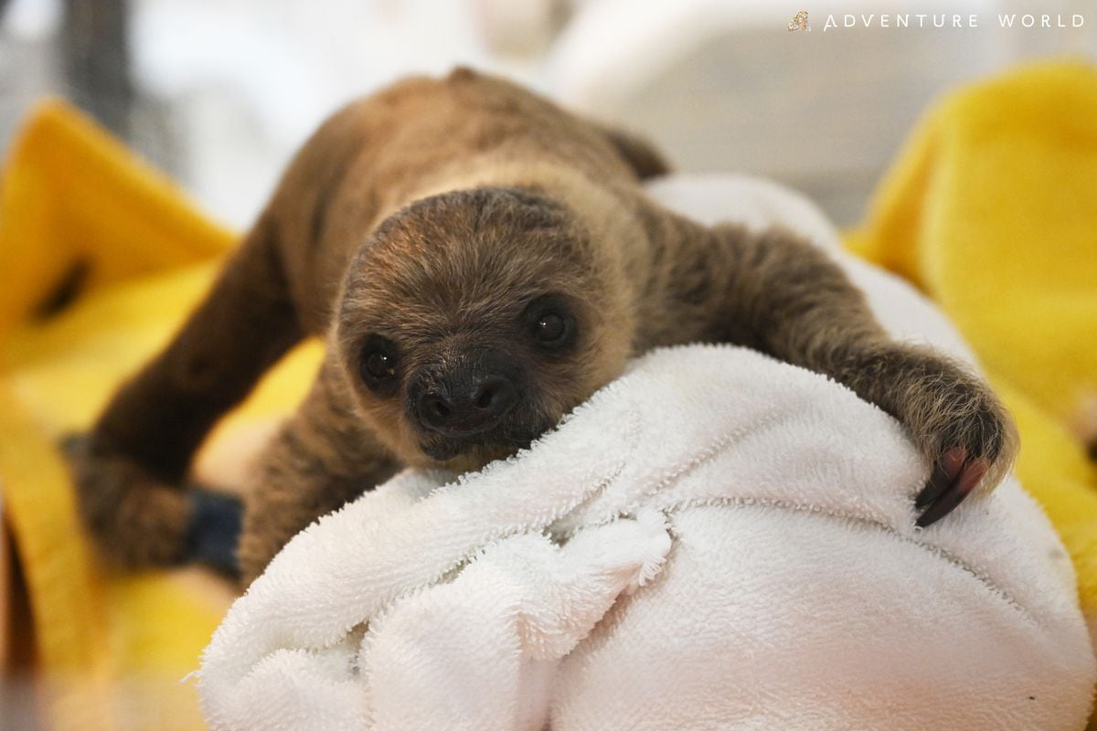 フタユビナマケモノの赤ちゃん誕生　和歌山・アドベンチャーワールド