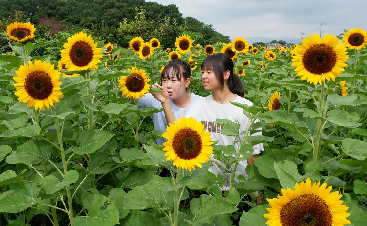 奈良・天理のヒマワリ畑に大輪の花　天理大野球部が種植え