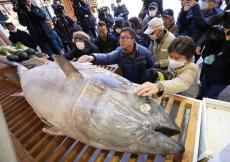 商売繁盛願い200キロの大マグロ奉納　賽銭張り付け「金が身につく」　兵庫・西宮神社