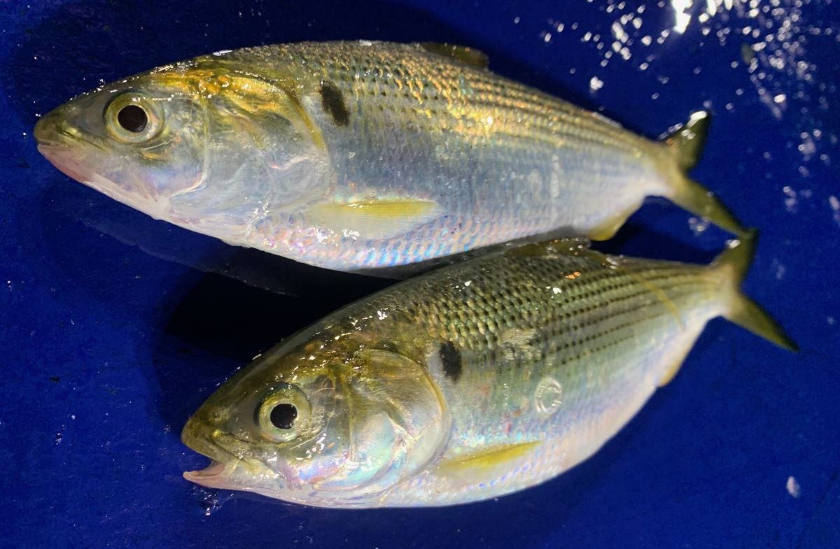 出世魚のコノシロ　千葉・船橋の新名産に　フライにつみれ…学校給食にも提供