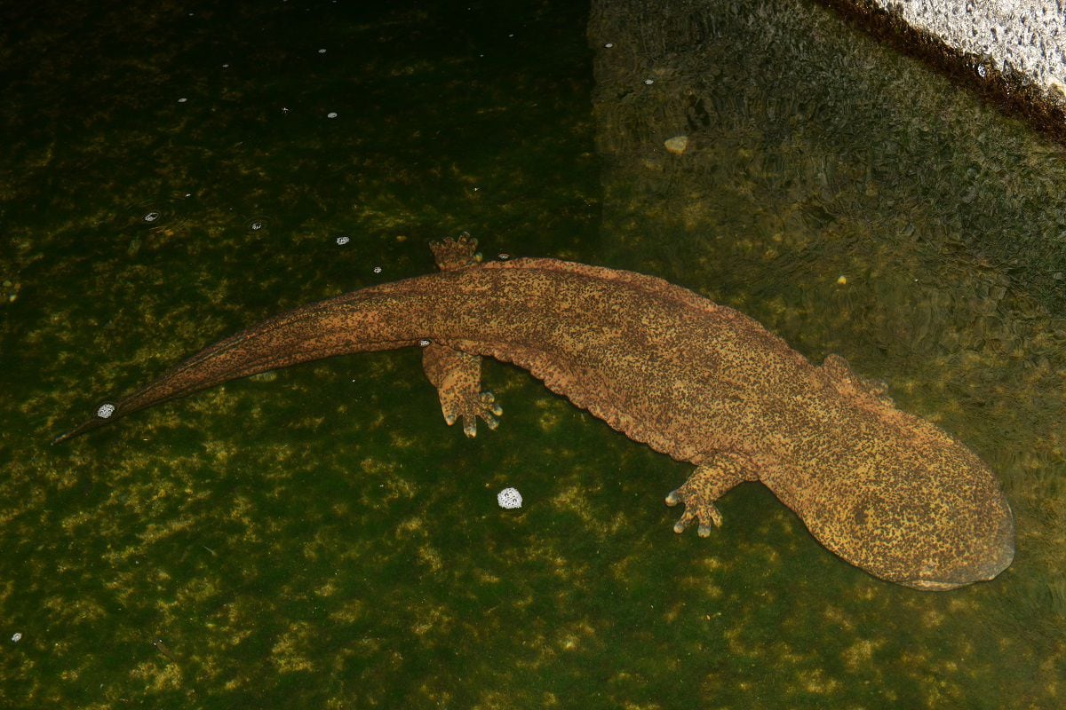 滋賀でオオサンショウウオの交雑個体捕獲　人為的に放流か　外来生物法違反の恐れ