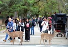 奈良公園に密集する観光客分散へ　若草山山頂への特別バスを運行