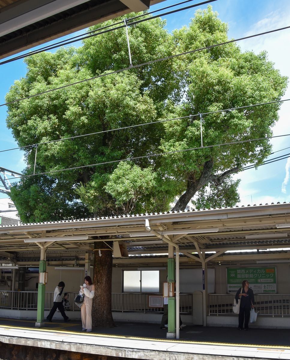 ホームのご神木に安全を祈願　阪急電鉄服部天神駅