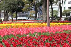 春の横浜公園をチューリップで華やかに　植え付け隊300人募集、10月10日まで