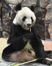 アドベンチャーワールドに雄パンダを　和歌山知事「繁殖目的」、訪中で借り入れ要請へ