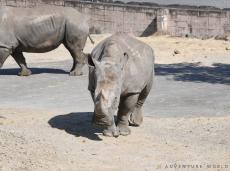 国内最高齢48歳の雌のミナミシロサイ死ぬ　アドベンチャーワールド