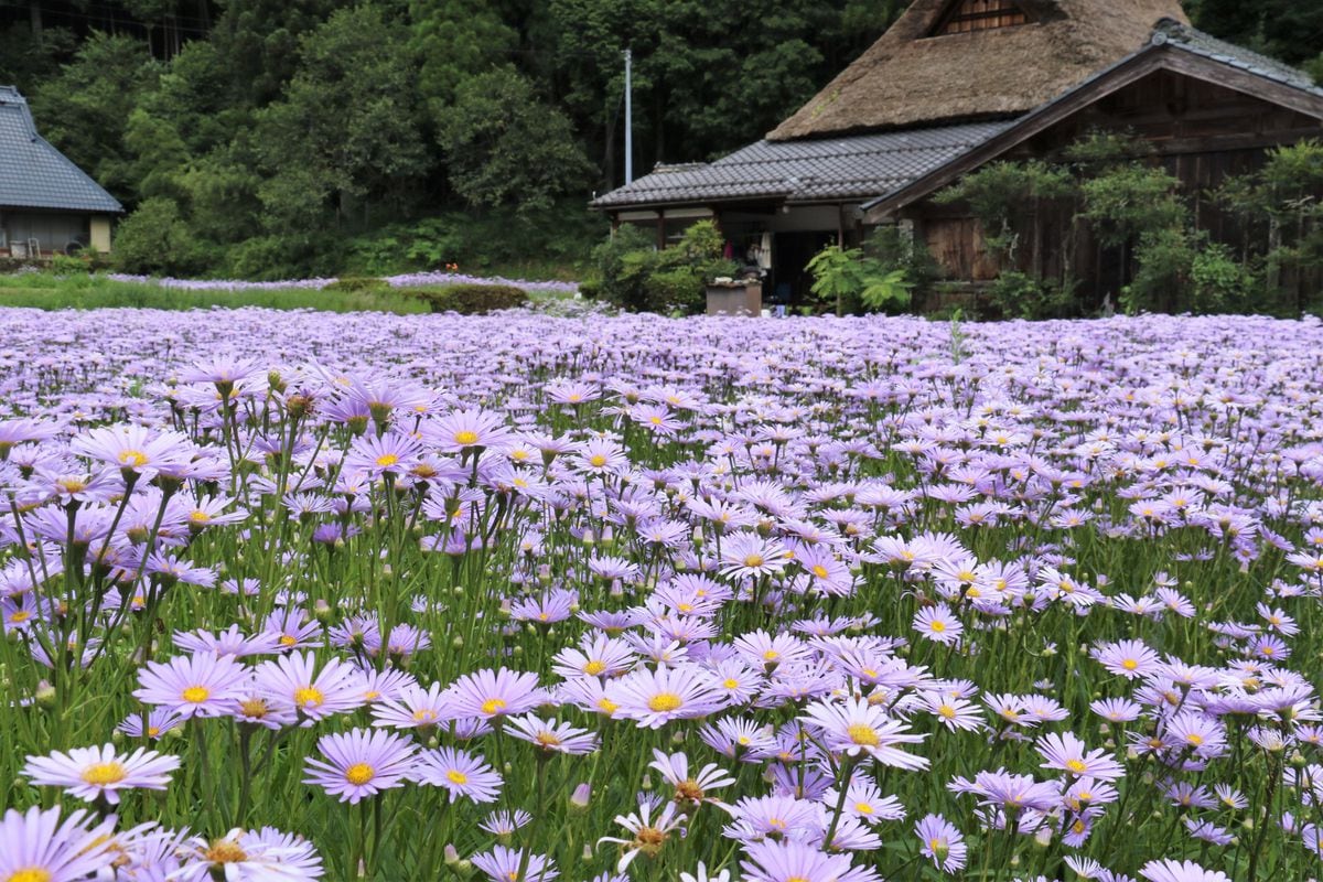 「紫のじゅうたん」に心奪われ 京都で北山友禅菊が見頃
