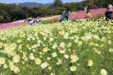 西日に照らされ幻想的に、色とりどりのコスモスが満開　大阪・万博記念公園　花さんぽ