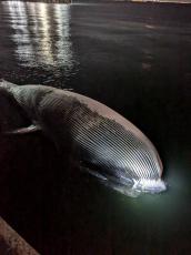 大阪湾に、またクジラ漂着　大きさは「淀ちゃん」級　神戸市が処理方法を検討