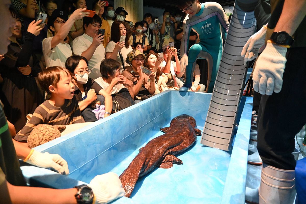 9月9日は「オオサンショウウオの日」 京都水族館で身体測定、歓声も